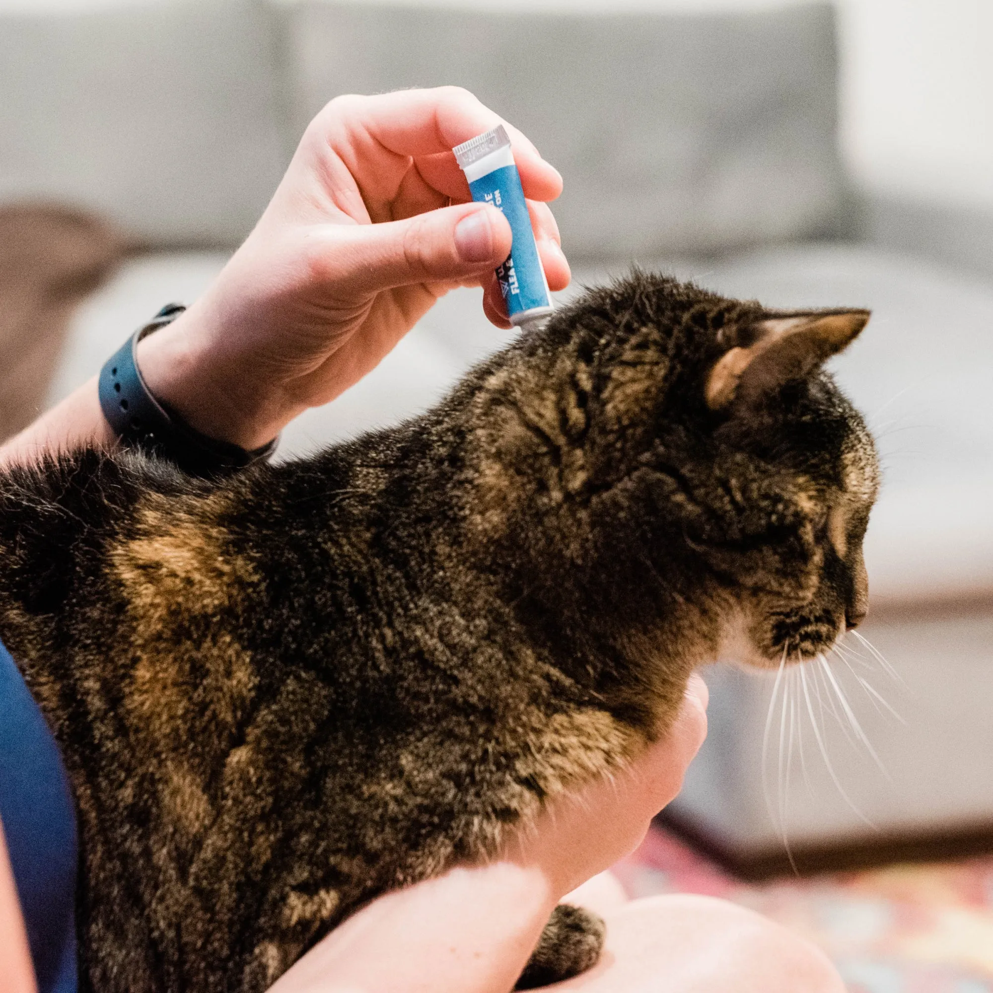12-Month Flea & Tick Spot On for Dogs   Cats