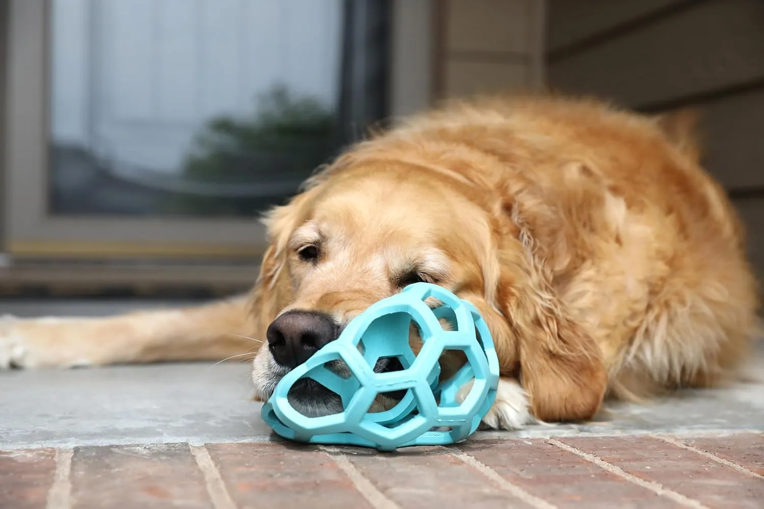 JW Pet HOL-ee Roller, Dog Toy Puzzle Ball, Natural Rubber, Large (5.5 Inch Diameter), Blue