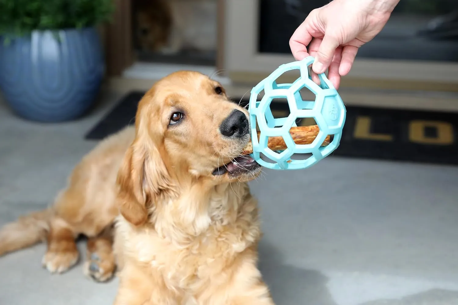 JW Pet HOL-ee Roller, Dog Toy Puzzle Ball, Natural Rubber, Large (5.5 Inch Diameter), Blue