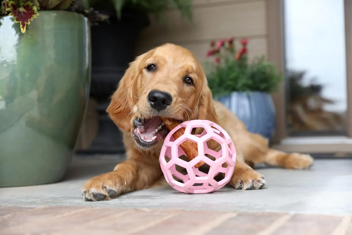 JW Pet HOL-ee Roller, Dog Toy Puzzle Ball, Natural Rubber, Large (5.5 Inch Diameter), Pink
