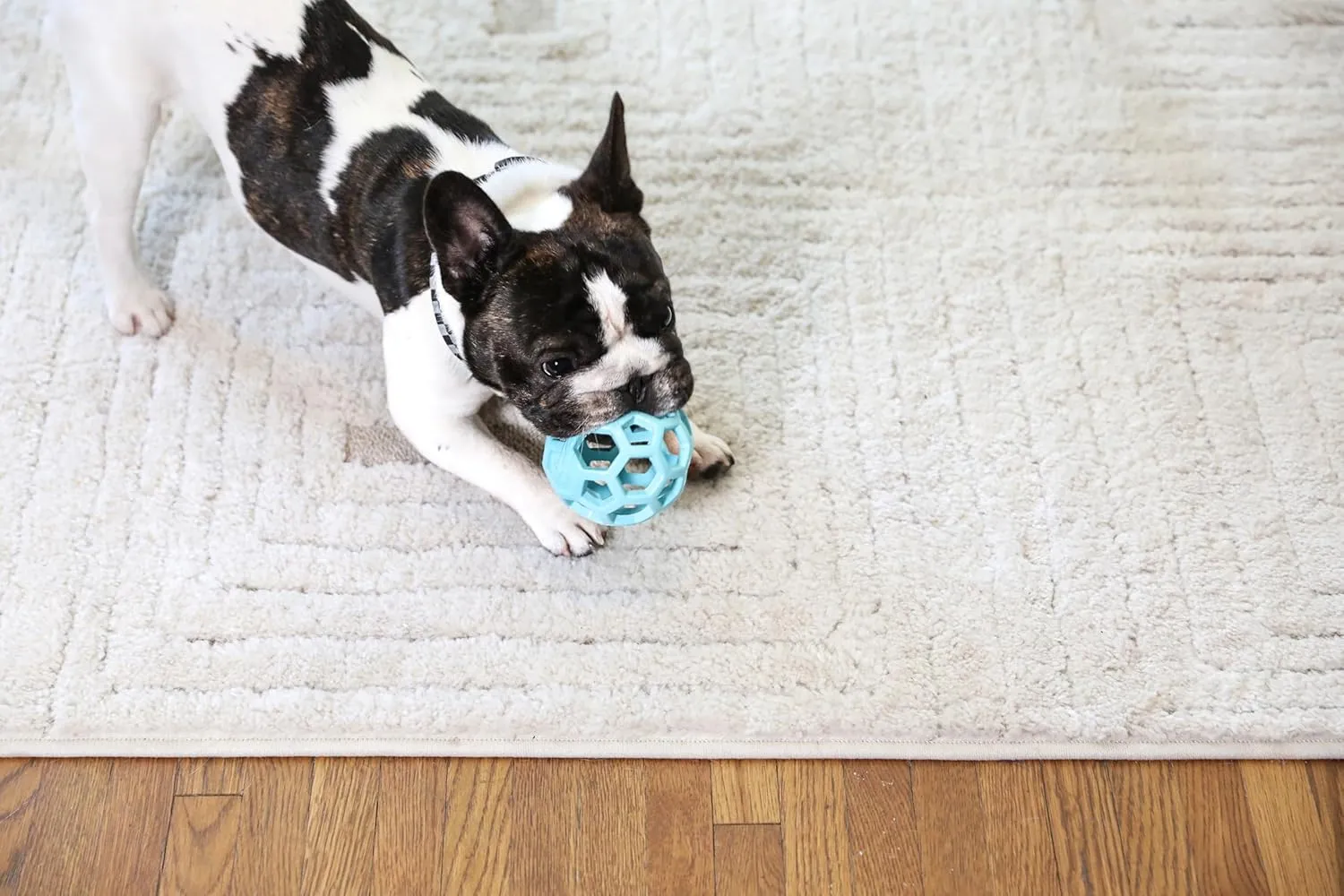 JW Pet HOL-ee Roller, Dog Toy Puzzle Ball, Natural Rubber, Small (3 Inch Diameter), Blue