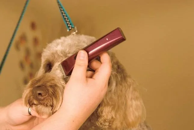 Wahl Brav Mini  Trimmer - Sapphire